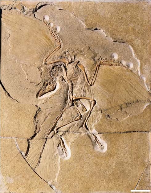Fossile d’archéoptéryx mis au jour en 1876. Le premier fossile d'archéoptéryx a été découvert en 1861 près de Langenaltheim en Allemagne et date d'environ 150 millions d'années. Barre d'échelle : 5 cm. © <em>Museum für Naturkunde Berlin</em>