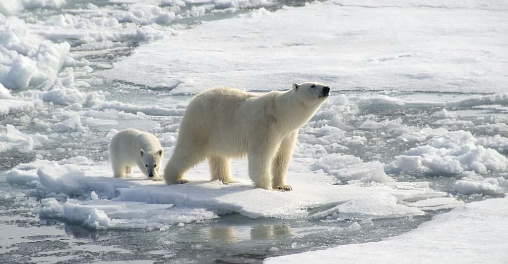 Le réchauffement de l'Arctique aura des conséquences dramatiques pour la faune et les populations locales qui dépendent de ces milieux mais également et avec certitude, sur le reste de la Planète. © Chris, Adobe Stock