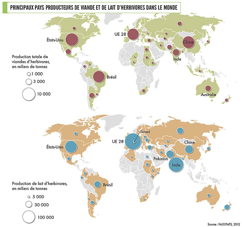  Les principaux producteurs de viande bovine et de lait dans le monde. Source : FAOstat