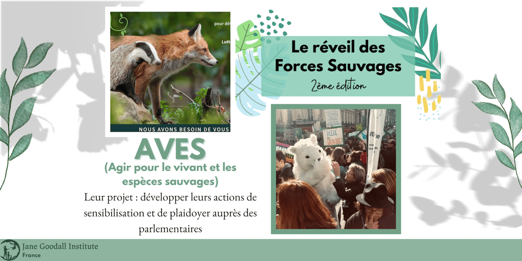 L’association Aves défend les intérêts du blaireau. © <em>Jane Goodall Institute France</em>