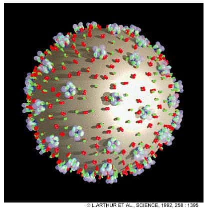L’enveloppe du VIH porte de nombreuses molécules, dont, ici en blanc, la glycoprotéine gp120, qui aurait plusieurs effets néfastes sur les cellules de l’hôte. © L. Arthur et Al./Science/1992, 258 :1395