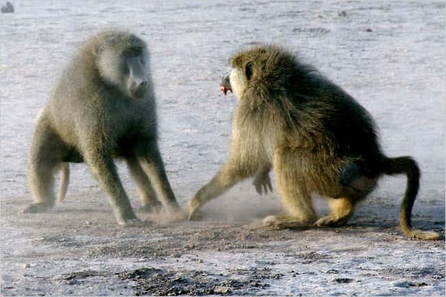 Chez les babouins jaunes, Papio cynocephalus, être le mâle dominant est stressant. Ici, deux mâles en train de se battre. © Jeanne Altmann