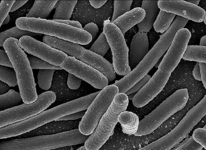 Des bactéries E. coli sont à l'origine d'une dangereuse épidémie en Allemagne. © DR