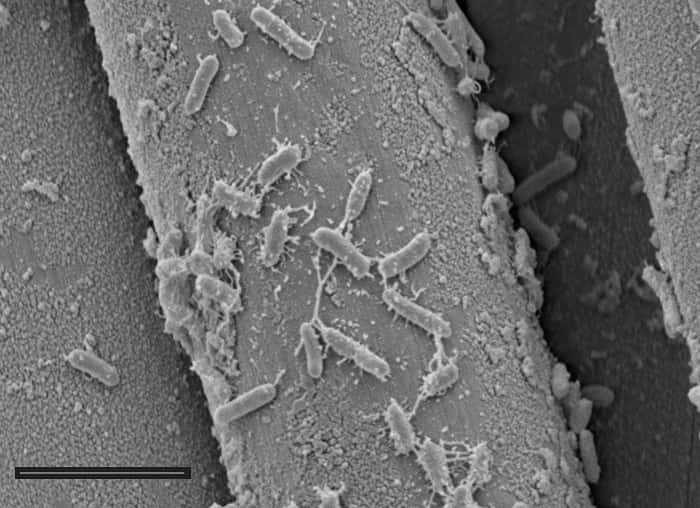 Les bactéries se fixent à l'électrode pour produire de l'électricité (barre d'échelle : 5 µm). &copy; Grant Burgess