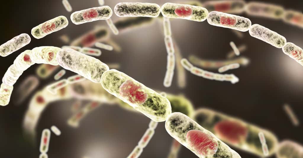 <em>Bacillus anthracis</em> est la bactérie responsable de la maladie du charbon — l’anthrax, pour les anglophones. C’est l’une de celles qui pourraient être libérées par le dégel du pergélisol. © Kateryna_Kon, Adobe Stock
