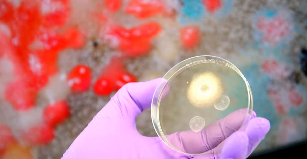 Elles sont nombreuses, les bactéries qui vivent dans notre nez et dans notre gorge. Selon des chercheurs de l’université du Michigan (États-Unis), elles influenceraient notre sensibilité au virus de la grippe. © Gerhard Seybert, Fotolia