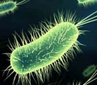 Les bactéries, un monde d'interactions. © DR