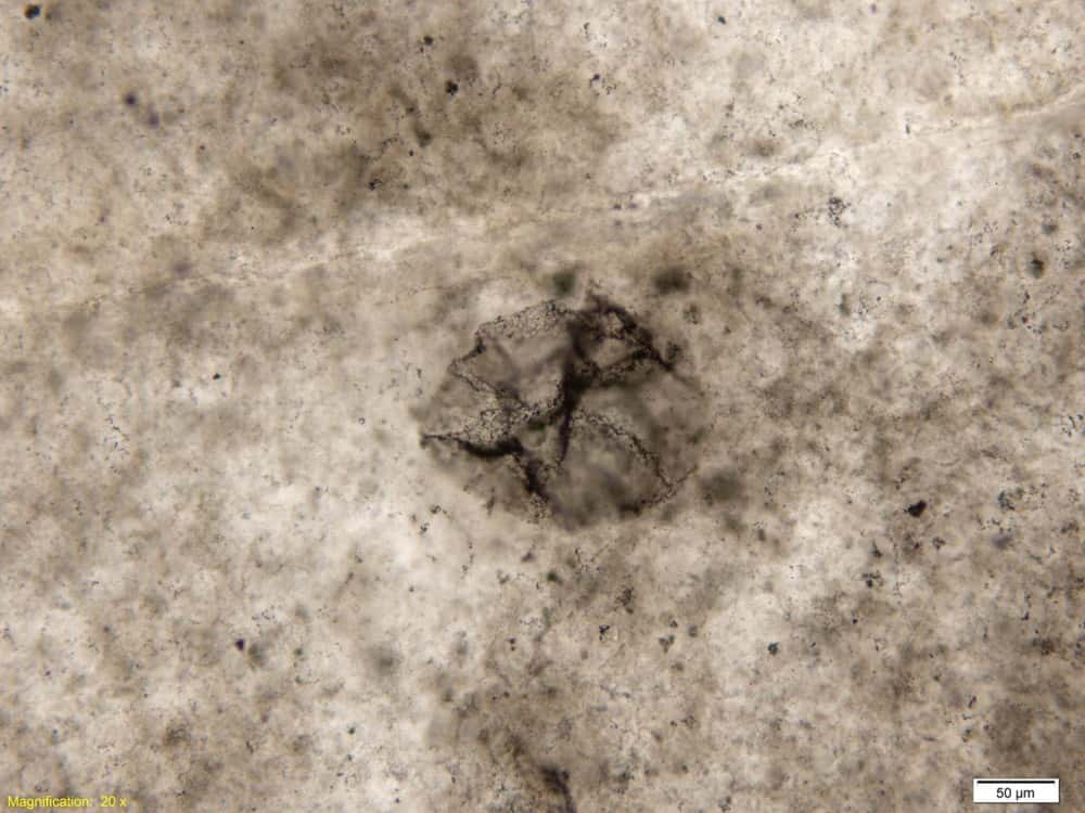 Un exemple de fossile d'une bactérie sulfureuse de l'Archéen observé au microscope. Sa forme sphérique a été déformée par les contraintes mécaniques dans la roche au cours des milliards d'années. ©<em> </em>Andrew Czaja