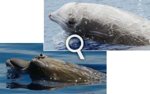 En haut, la baleine à bec de Cuvier, <em>Ziphius cavirostris</em>, la plus commune des baleines à bec. En bas, la baleine à bec de Blainville, <em>Mesoplodon densirostris</em>, qui vit dans les eaux chaudes. Ces deux espèces sont probablement les plus sensibles aux sonars. © <em>Bahamas Marine Mammal Research Organisation</em>