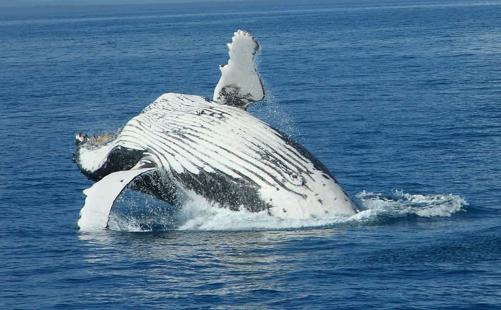 Les baleines, comme ce rorqual bleu, avalent de grandes quantités d’eau contenant du krill, de petits animaux dont elles se nourrissent. Ne disposant pas de dents mais seulement de fanons filtrants, ces cétacés ne peuvent pas mâcher et faire ressortir la saveur des aliments : le goût ne leur est pas indispensable. © Michael Dawes, Fotopedia, cc by nc 2.0