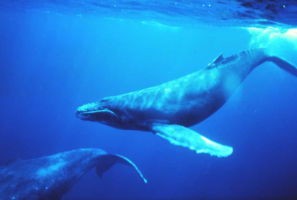 <br />Voici le chant à 52 Hz de la baleine la plus mystérieuse au monde, qui est peut-être apparentée à cette baleine à bosse. La fréquence centrale se situe à 51,75 Hz, et le son a été accéléré dix fois. © Image et son : NOAA, DP