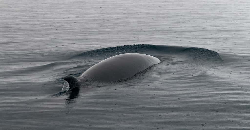 En 2014, l’idée a été émise que les drôles de sons enregistrés 40 ans plus tôt dans l’océan Austral auraient pour origine des baleines de Minke — ici en illustration. Les chercheurs de l’université Victoria de Wellington (Nouvelle-Zélande) en doutent. Mais ils affirment que, quels que soient les animaux responsables, ils étaient en pleine conversation. © Graeme, Adobe Stock