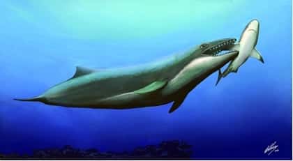 Vue d'artiste des anciennes baleines à dents, ces prédateurs des océans. Janjucetus hunderi, un autre mysticète à dents décrit en 2006, aurait vécu voilà 25 millions d'années. Il mesurait 3,5 m de long. © Brian Choo, Museum of Victoria