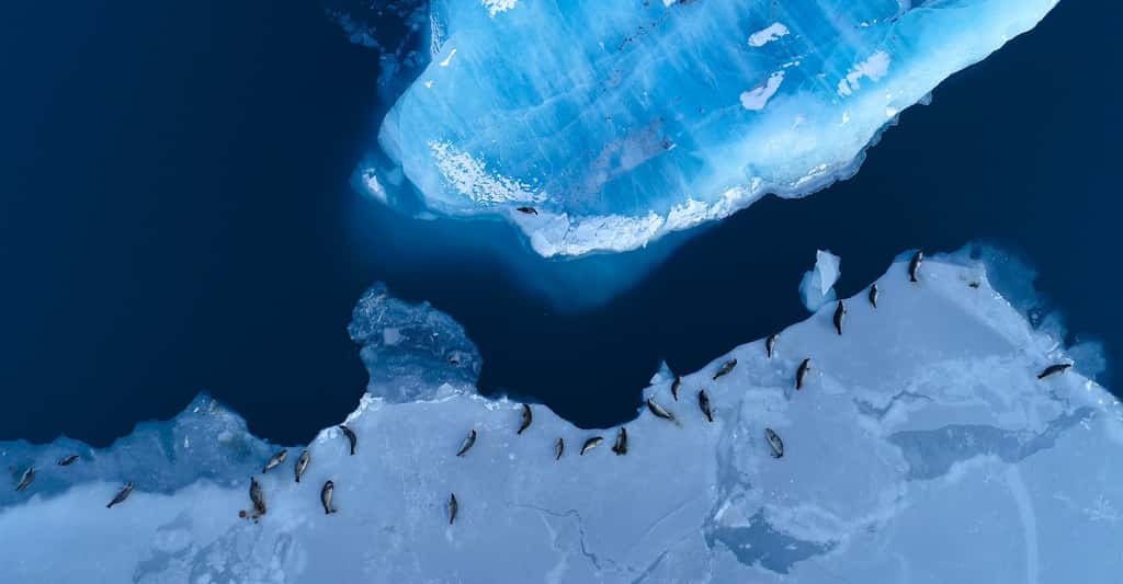 L'Antarctique se réchauffe bien plus vite que le reste du monde et il est important de savoir comment l'océan peut réagir à ces variations. © Fly_and_Dive, Adobe Stock