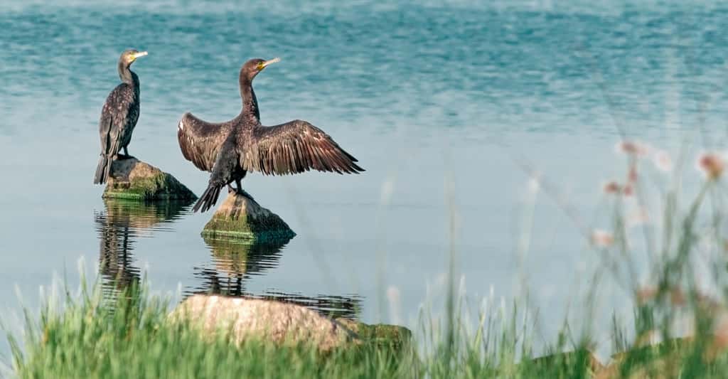 Il y a peu de temps encore, la biodiversité s’épanouissait sur les bords du réservoir du barrage de Kakhovka, en Ukraine. © Tetiana, Adobe Stock