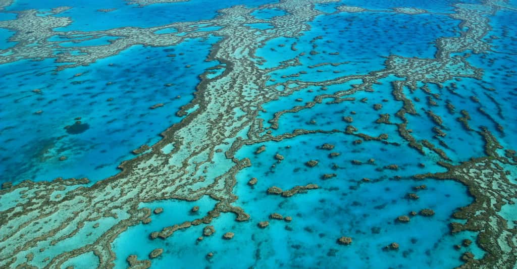 Véritable bijou de biodiversité, la Grande barrière de corail est aujourd'hui menacée par le changement climatique. © chibijet, Adobe Stock