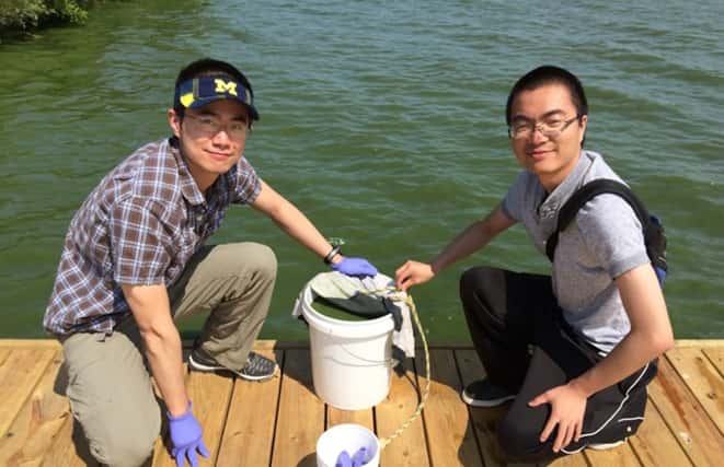 Des étudiants ramassent des efflorescences d’algues nuisibles (HAB) qui serviront ensuite à produire le carbone dur utilisé comme anode dans des batteries sodium-ion. © Da Deng, <em>Wayne State University</em>