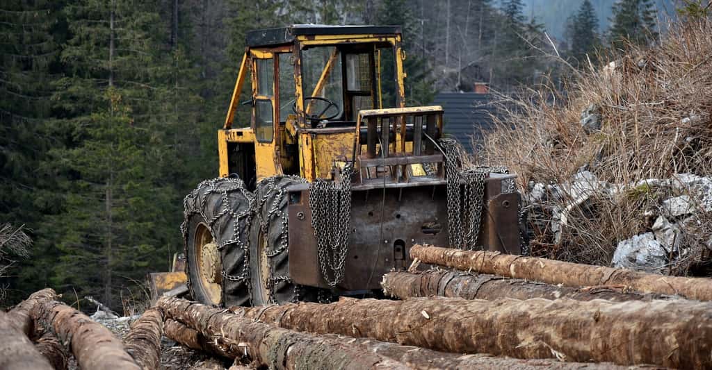 Le tonnage de bois coupé annuellement a augmenté de 45 % depuis 1970. © Eloneo, Pixabay License