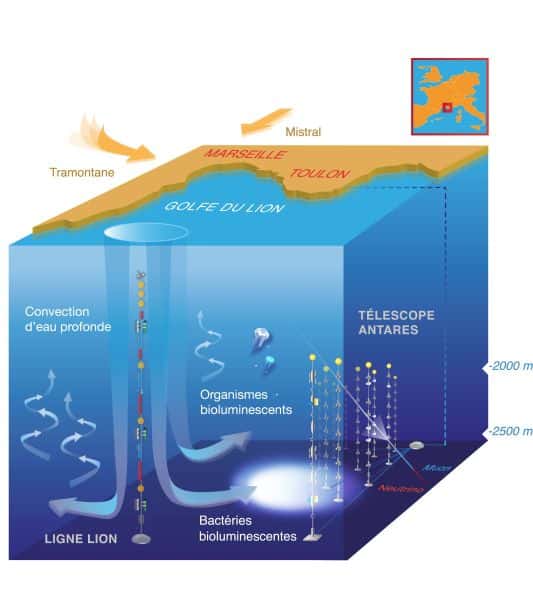 Schéma de l'impact de la formation d'eaux denses sur l'activité de bioluminescence en milieu profond qui est observée à l'aide du télescope Antares. © www.mathildedestelle.com