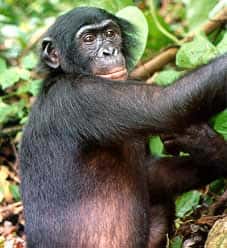 Les mâles bonobos dominés bénéficient de l'aide de leur mère pour réussir à séduire des jeunes femelles. © DR