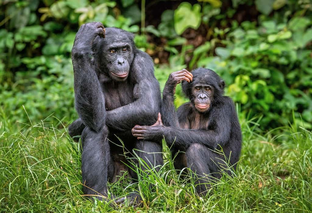 Un femelle bonobo, nommée Louise, n’avait pas vu sa sœur Loretta ni son neveu Erin depuis plus de 26 ans au moment des tests. Elle a regardé leurs photos de manière très insistante au cœur de pas moins de huit tests. © Uryadnikov Sergey, Adobe Stock