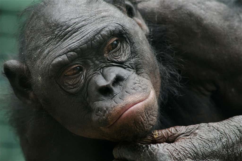 L'œil perdu dans le lointain, la main qui soutient le menton, plongé dans ses réflexions : pas de doute, les bonobos comptent bien parmi nos plus proches cousins ! © Ucumari, Flickr, cc by nc nd 2.0