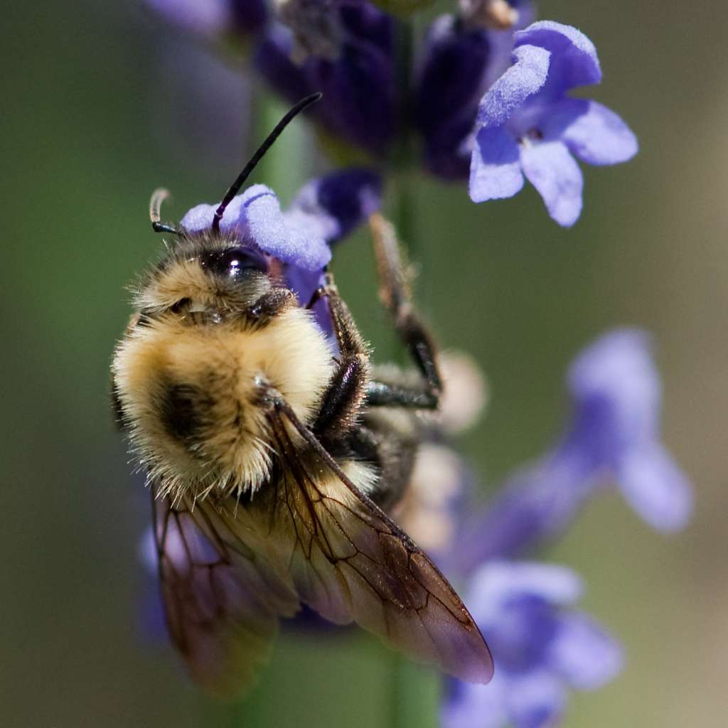 Le bourdon terrestre <em>Bombus terrestris</em> appartient à la famille des abeilles, les apidés. Il établit chaque année de nouveaux nids sous terre. Végétarien, cet animal se nourrit exclusivement de pollen et de nectar. Selon une étude récente, il pollinise tout aussi bien les cultures que les abeilles domestiques. © nosha, Flickr, CC by-sa 2.0