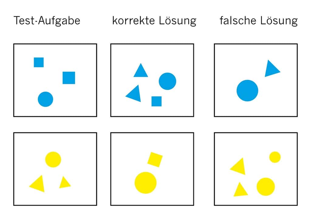 Lorsque les chercheurs présentent trois figures bleues (<em>Test-Aufgabe</em>), il faut comprendre qu’ils s'attendent à ce que l’individu testé ajoute un à trois. Il doit donc choisir l’ensemble comprenant quatre figures (<em>korrekte Lösung</em>). Et non celui comptant deux figures (<em>falsche Lösung</em>). Inversement pour les figures jaunes. Après avoir été entraînés, le mbuna zébré et la raie pastenague choisissent généralement la bonne réponse. © Esther Schmidt, Université de Bonn