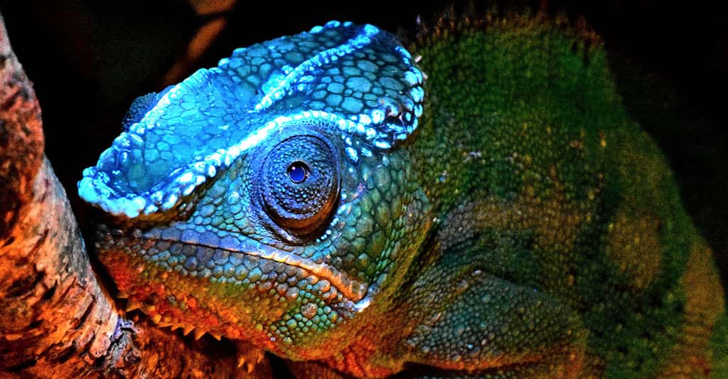 Sous éclairage ultraviolet (UV), le caméléon panthère (<em>Furcifer pardalis</em>) présente comme une crête fluorescente sur la tête. © David Prötzel, ZSM, LMU