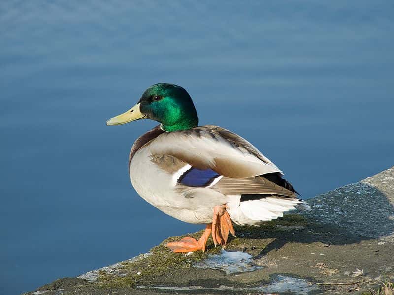 L’eau ne mouille pas les plumes de canard ! © ViseMoD, Wikipedia, CC by-sa 3.0