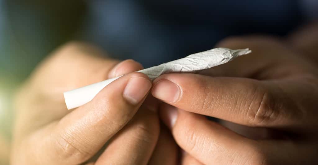 En aucun cas, le cannabis ne pourra être utilisé fumé. © Nhungboon, Shutterstock