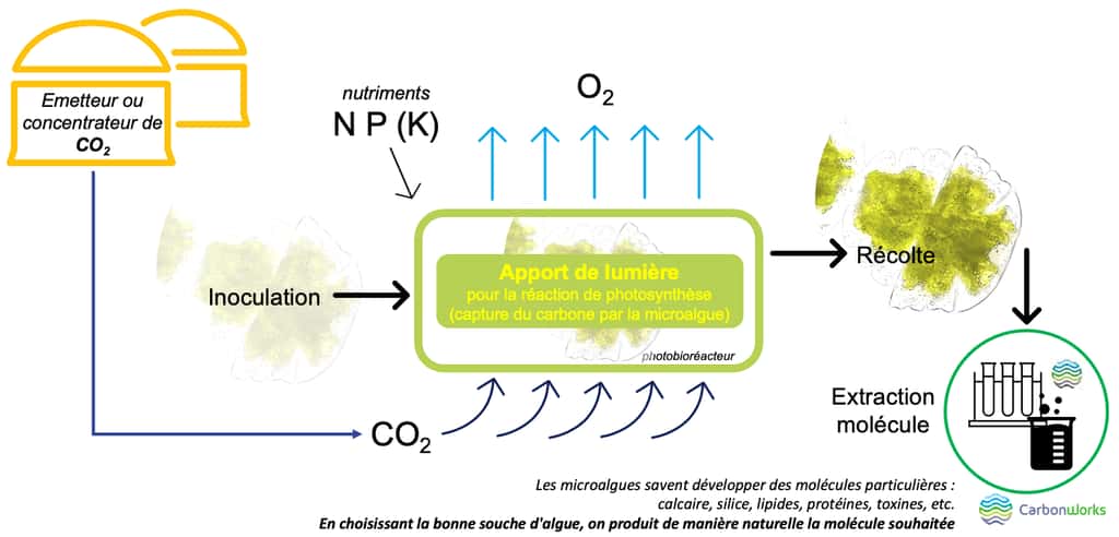 Le captage et la valorisation du dioxyde de carbone (CO<sub>2</sub>), comment ça marche ? © CarbonWorks