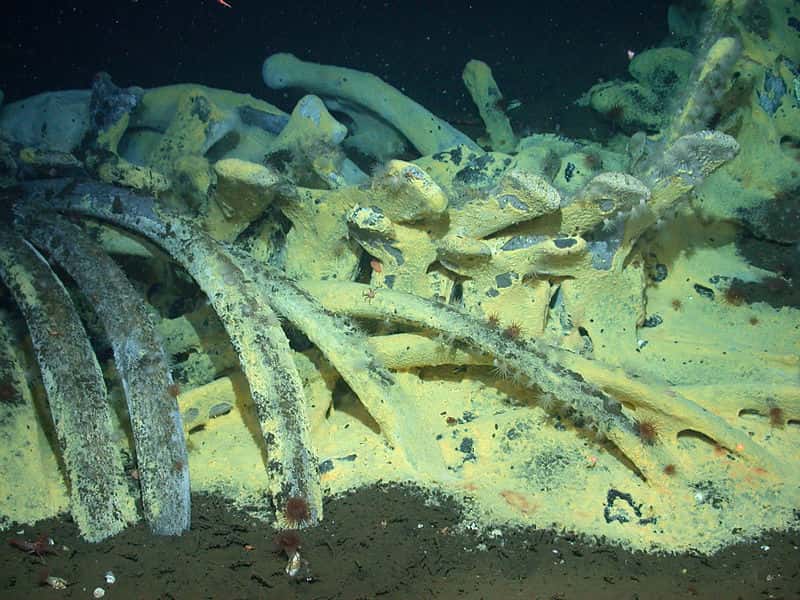 Cette carcasse de 35 tonnes d'une baleine grise déposée par 1.674 mètres de fond dans le bassin de Santa Cruz nourrit une communauté d'animaux : bactéries, palourdes, crabee et autres invertébrés. Eux-mêmes feront office de repas à des prédateurs, comme des calmars ou des poissons, et, possiblement en bout de chaîne alimentaire, d'autres baleines. © Annerun974, Wikimedia Commons, cc by sa 3.0