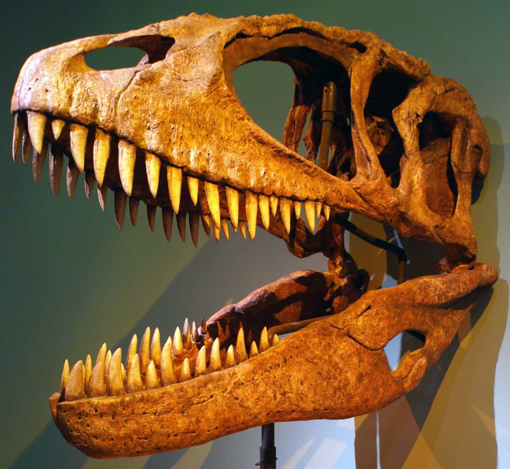 Ici, le crâne reconstitué d’un <em>Carcharodontosaurus</em>. © Franko Fonseca, Wikipedia, CC by-SA 2.0