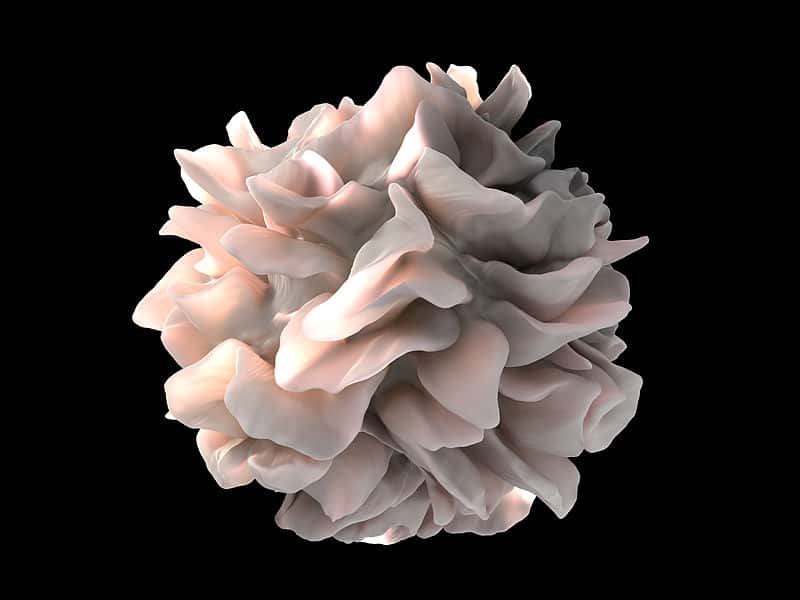 Cette vue d'artiste montre la surface très découpée d'une cellule dendritique, lui conférant une plus grande surface de contact à la recherche d'éléments exogènes, avec notamment, dans une partie de la population humaine actuelle, un quatrième récepteur du complexe majeur d'histocompatibilité de classe II. © NIH, Wikipédia, DP