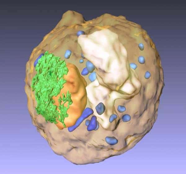 Un volume de rendu 3D d'une spore de levure reconstruite à partir d'un ensemble d'images 2D obtenues par une méthode tomographique montrant le noyau (orange), le réticulum endoplasmique (en vert), la vacuole (blanc), les mitochondries (bleu) et des granules (bleu clair). Crédit : UCLA/California NanoSystems Institute