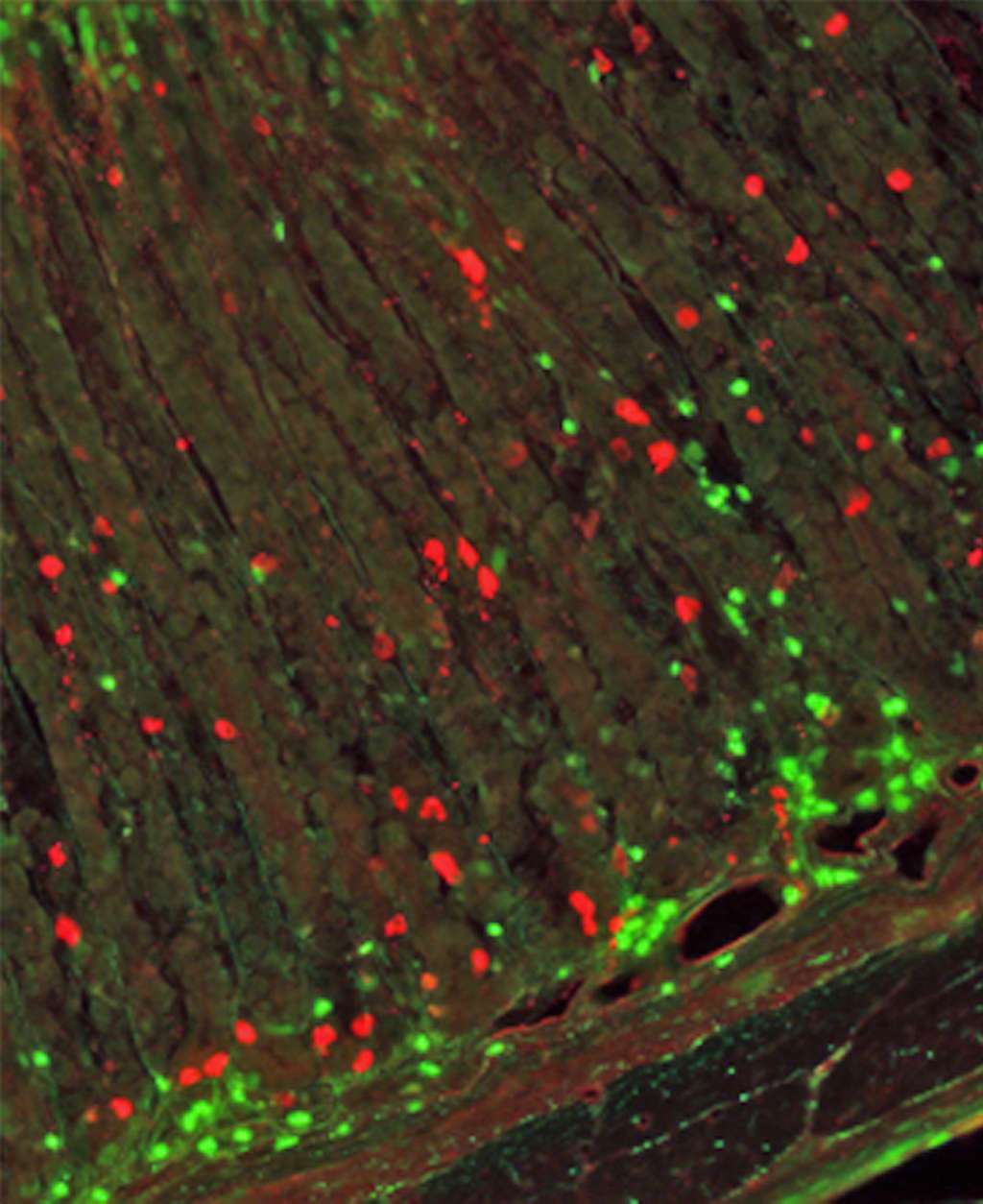 Cette coupe de l'estomac de rat révèle des cellules sécrétrices de ghréline (en rouge) non loin de cellules du système immunitaire (en vert). © Sergueï Fetissov, Inserm