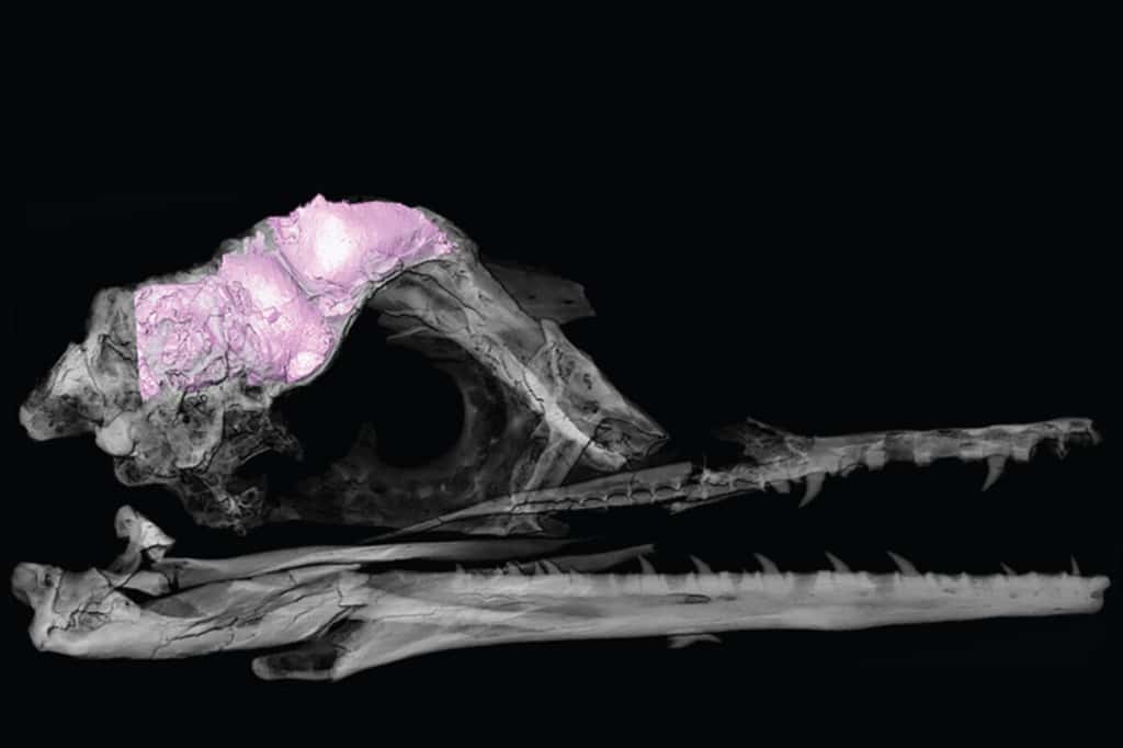 Un modèle 3D transparent du crâne et du cerveau d'oiseau fossile (en rose). © Christopher Torres, Université du Texas, Austin (Etats-Unis) 