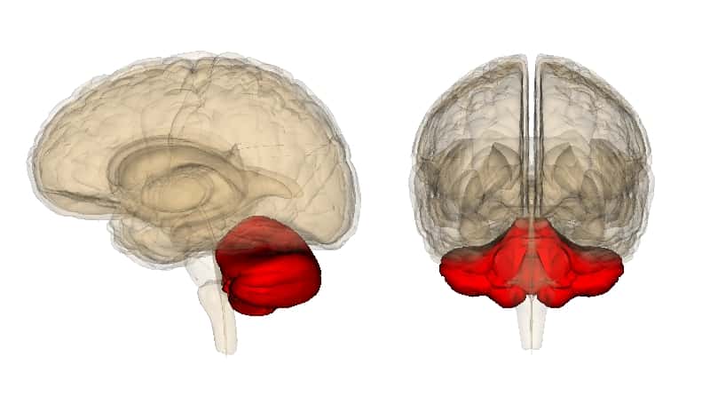 Le cervelet collabore à l'activité motrice, et s'est particulièrement développé durant l'évolution humaine, notamment pour mieux répondre à la bipédie, mais aussi pour coordonner tous les mouvements nécessaires au langage. © LSDB, Wikipédia, cc by sa 2.0 