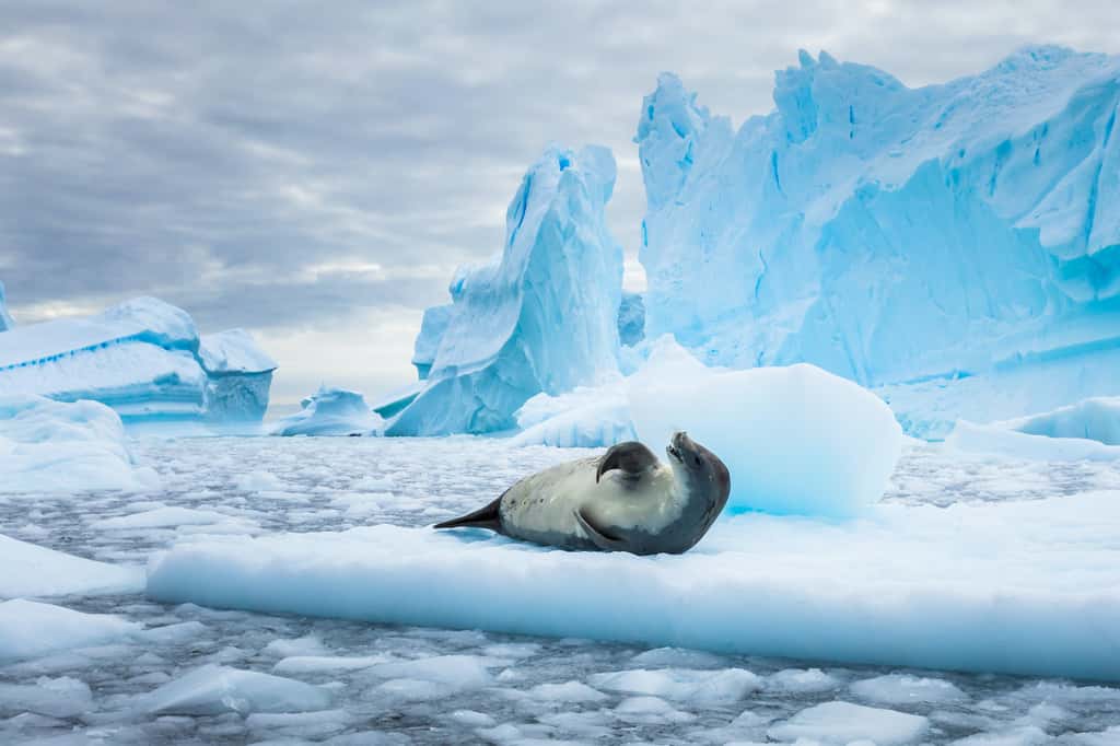 Avec l’océan qui se réchauffe, c’est la banquise antarctique, notamment, qui pourrait être déstabilisée par le dessous. Et menace de libérer de grandes quantités de la glace de terre. Avec l’élévation importante du niveau de la mer qui pourrait l’accompagner. © NicoElNino, Adobe Stock