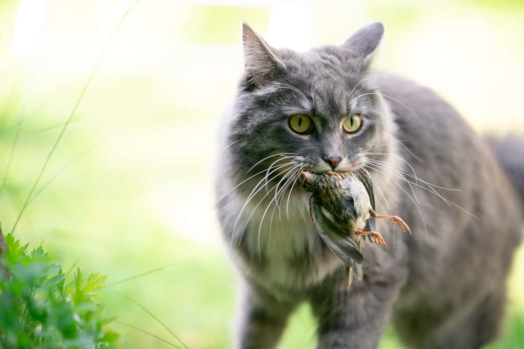  L'alimentation du chat domestique nourrit-elle son instinct de prédateur ? © FurryFritz, Adobe Stock