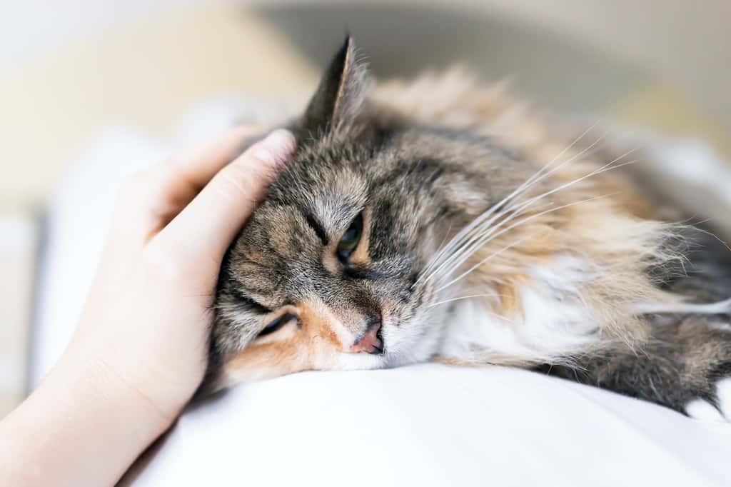 Les chats peuvent être stressés par nos caresses sans trop en laisser paraître. © Kristina Blokhin, Adobe Stock