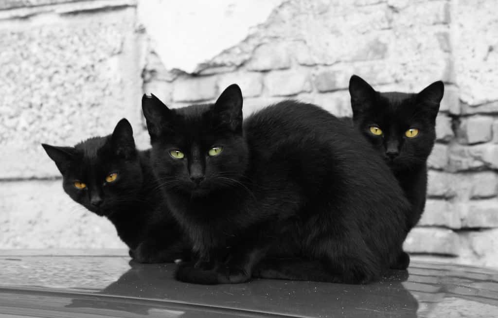 Au Moyen Âge, certains ont accusé les chats noirs de propager la peste. Mais ceux qui ont voulu les exterminer pour s’en protéger se sont lourdement trompés. Car avec moins de chats, les rongeurs ont proliféré et la maladie avec eux… © Anna Croccolo, Adobe Stock