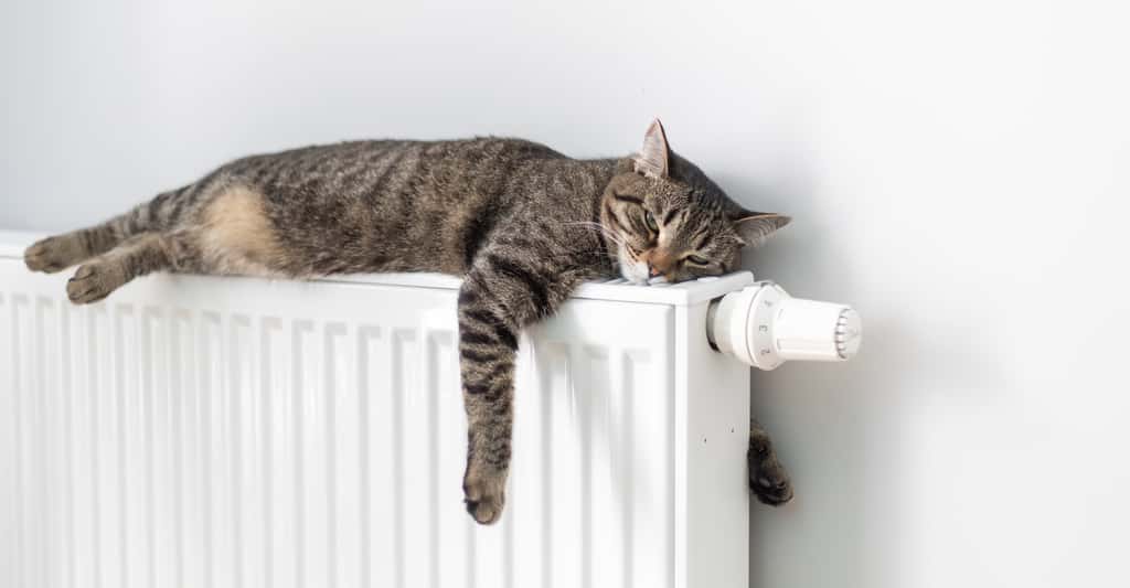 Des chercheurs expliquent pourquoi les chats préfèrent dormir sur le côté gauche. Une question de survie, semble-t-il. © Sergei Malkov, Adobe Stock