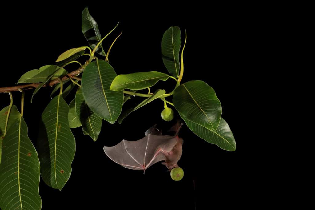 De loin la chauve-souris la plus commune dans les forêts tropicales de plaine du Mexique au nord de l’Amérique du Sud, la chauve-souris jamaïcaine, connue des scientifiques sous le nom d’<em>Artibeus jamaicensis</em>, se régale de figues et d’autres fruits. Ces chauves-souris frugivores font des choix irrationnels sur ce qu’il faut manger.  © Christian Ziegler, <em>Smithsonian Tropical Research Institute</em>