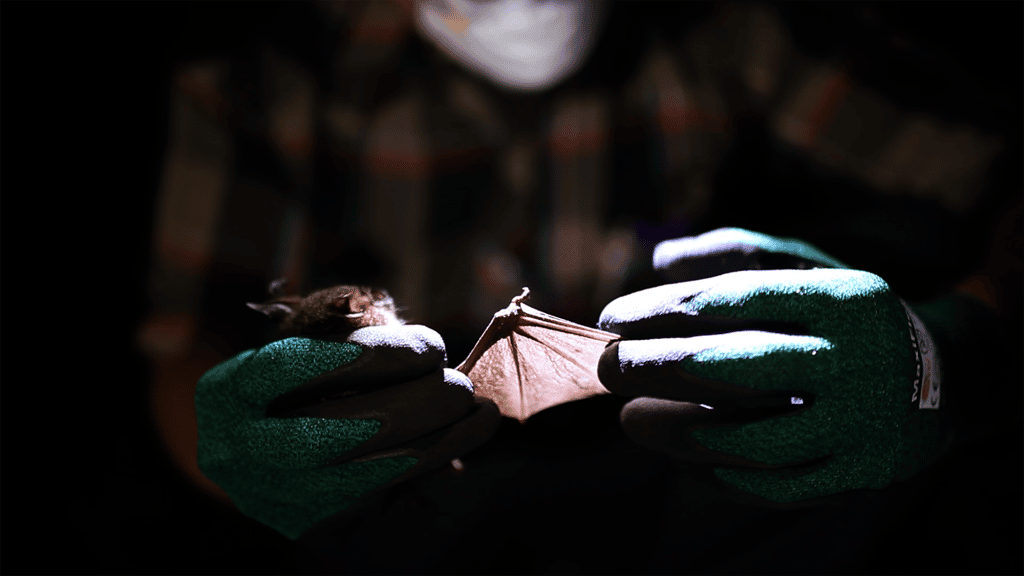 C’est en cherchant des coronavirus sur des chauves-souris à nez de feuilles que des chercheurs ont découvert un parent du virus de la rubéole, l’un des deux premiers jamais observés. © Emily Julka, UW-Madison
