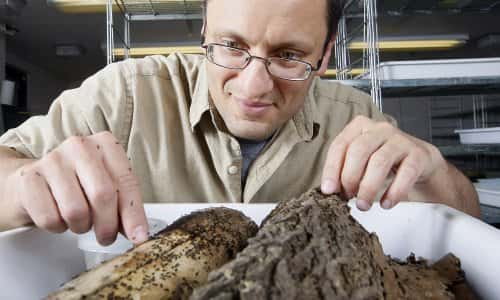 Grzegorz Buczkowski et son objet d’étude : la fourmi odorante. Cette fourmi indigène d’Amérique du nord se comporte en ville comme une espèce invasive en créant des super colonies. © Tom Campbell / Purdue Agricultural Communication