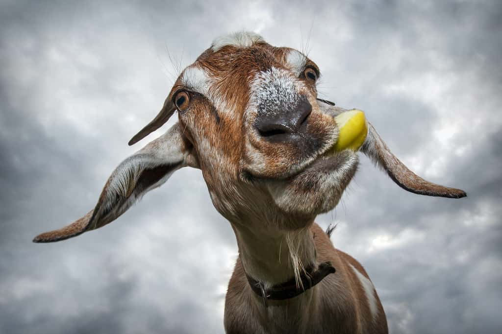 La chèvre a la réputation de ne pas être très futée. Mais les chercheurs démontrent le contraire. © Linas T, Adobe Stock