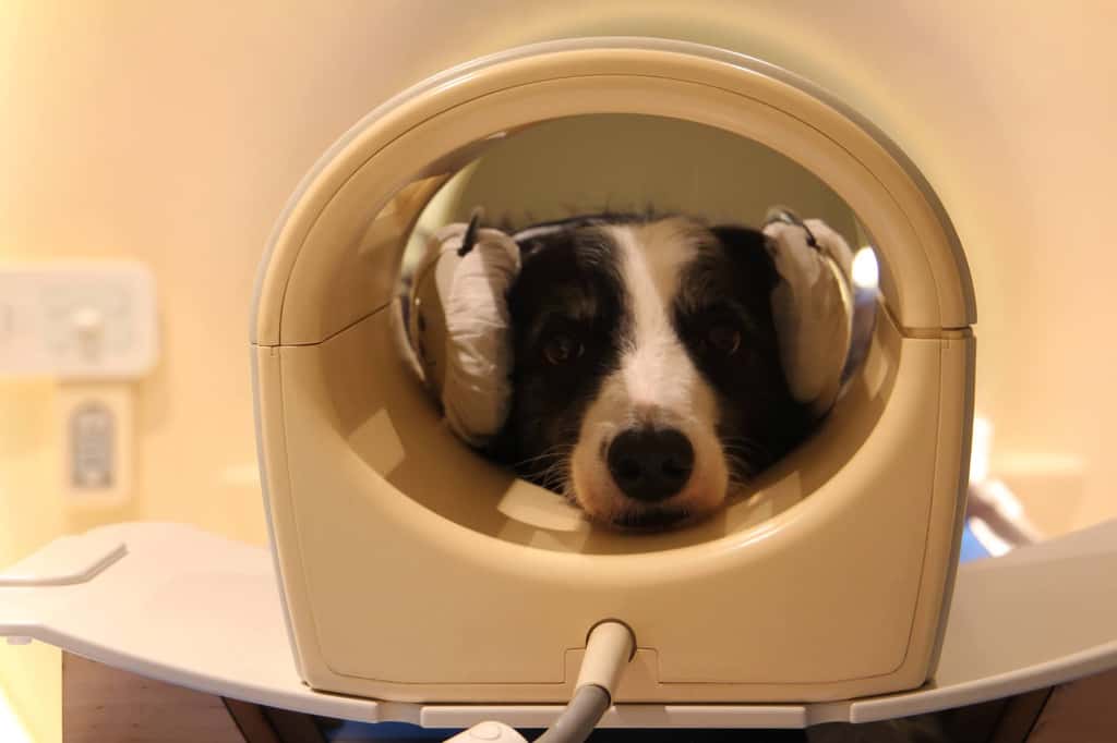 Kun-kun, le chien voyageur, installé dans le scanner avec des écouteurs sur les oreilles. Pour mieux entendre l’histoire du Petit Prince. © Enikő Kubinyi, Université Eötvös Lorànd