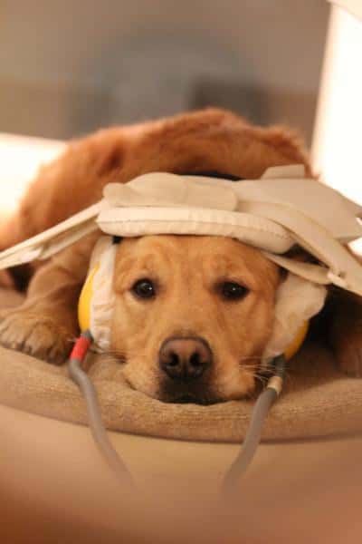  Les chiens ont dû être entraînés pour apprendre à rester immobiles durant la phase de tests. © Eniko Kubinyi